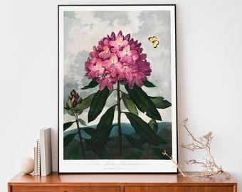 Vintage Flower Print, Rhododendron from The Temple of Flora Art Print, Robert John Thornton Illustration, Botanical Wall Art