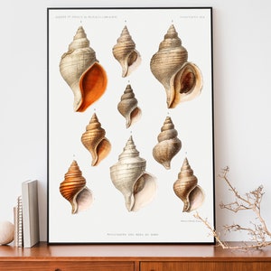 Vintage Molluscs Print, Sea Shells Poster, Antique Sea Life Wall Art, Marine Life Poster, Coastal Decor