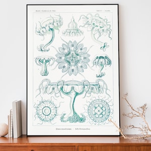Vintage Ernst Haeckel Art Print, Discomedusae-tekening, wetenschappelijke grafiek, illustratie mariene biologie
