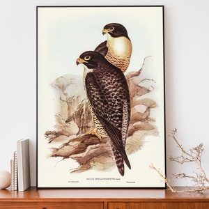 Vintage Falcon Art Print, Elizabeth-Gould Illustration, Vintage Birds Of Australia Poster, Antique Bird Of Prey Wall Art