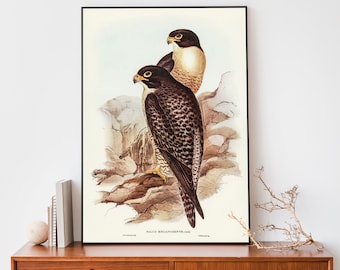 Vintage Falcon Art Print, Elizabeth-Gould Illustration, Vintage Birds Of Australia Poster, Antique Bird Of Prey Wall Art