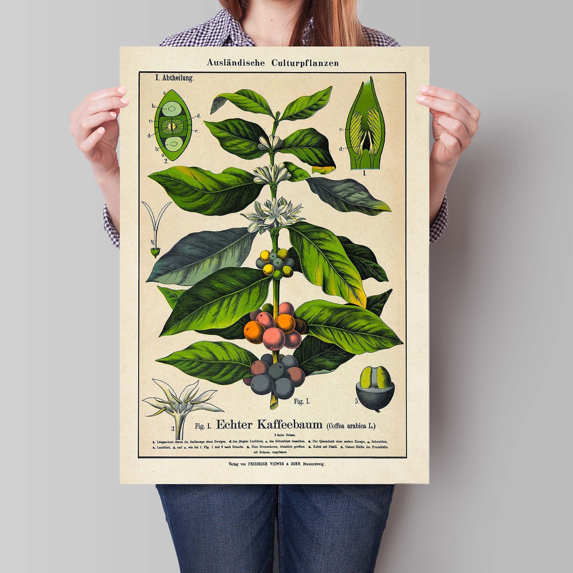Vintage Coffee Plant Art Print, Botanical Illustration, Rustic Boho Wall  Art - Etsy