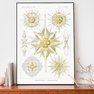 Vintage Ernst Haeckel Art Print, Ocean Poster, Acanthometra Drawing, Scientific Chart, Marine Biology Illustration