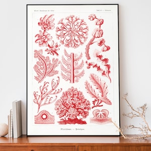 Lámina artística vintage de Ernst Haeckel, póster sobre el océano, dibujo de Florideae, gráfico científico, ilustración de biología marina