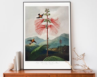 Vintage Flower Print, Red Flower from The Temple of Flora Art Print, Robert John Thornton Illustration, Botanical Wall Art