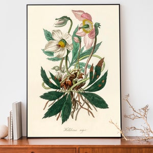 impression d'art vintage rose de Noël, affiche de fleurs festives, illustration de botanique, impression botanique ancienne