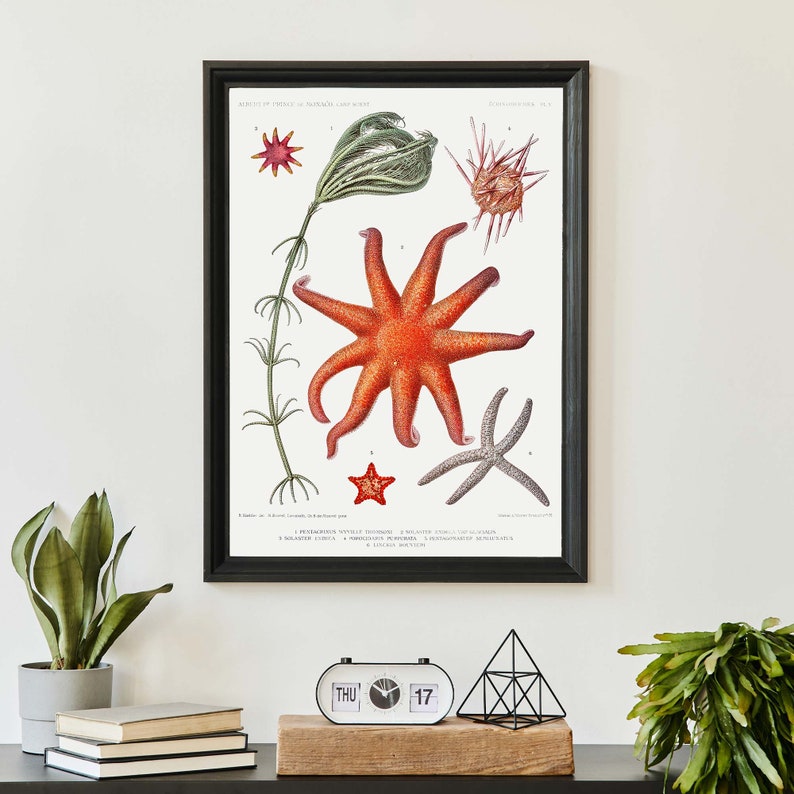 Vintage Sea Life Art Print, Starfish poster, Science Wall Art, Natural History Art, Boho Print image 2