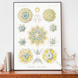 Lámina artística vintage de Ernst Haeckel, póster sobre el océano, dibujo de Polycyttaria, gráfico científico, ilustración de biología marina