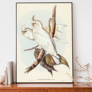 Vintage Cockatoo Art Print, Elizabeth Gould Birds Of Australia Poster, Antique Parrot Wall Art