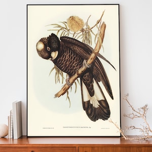 Cockatoo Art Print, Elizabeth Gould Illustration, Vintage Birds Of Australia Poster, Antique Bird Illustration