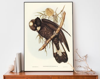 Cockatoo Art Print, Elizabeth Gould Illustration, Vintage Birds Of Australia Poster, Antique Bird Illustration