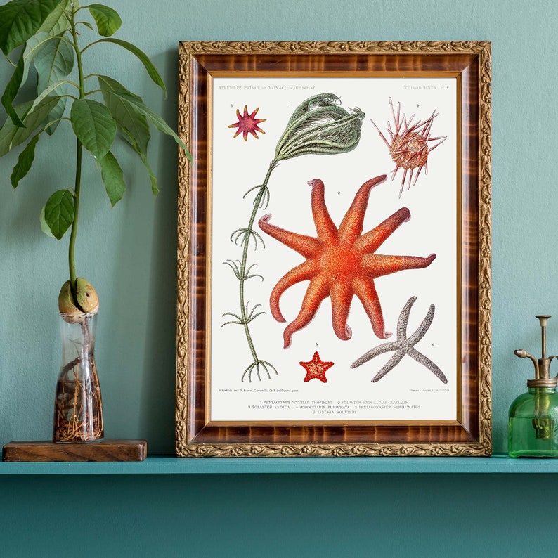 Vintage Sea Life Art Print, Starfish poster, Science Wall Art, Natural History Art, Boho Print image 8