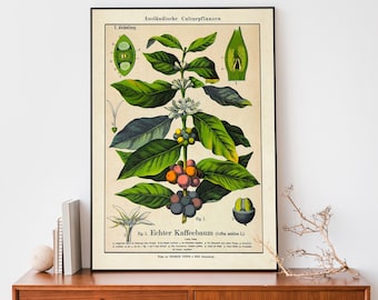 Vintage Coffee Plant Art Print, Botanical Illustration, Rustic Boho Wall Art