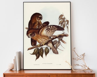 Vintage Owl Illustration Art Print, Birds Of Australia Poster, Antique Owl Illustration Wall Art, Hand Drawn Owl