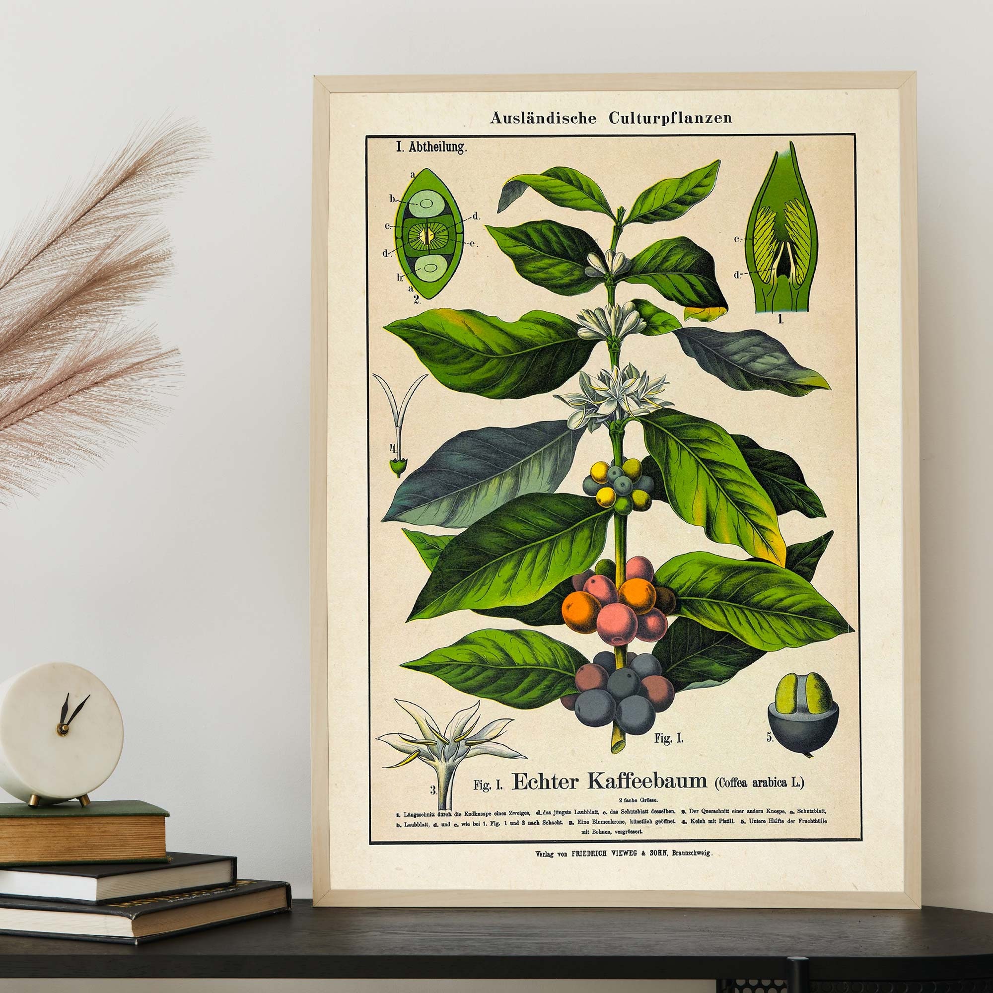 Vintage Coffee Plant Art Print Botanical Illustration Rustic Etsy