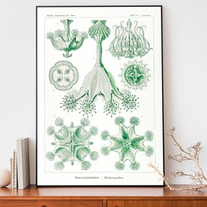Vintage Ernst Haeckel Art Print, Stauromedusae-tekening, wetenschappelijke grafiek, mariene biologie illustratie