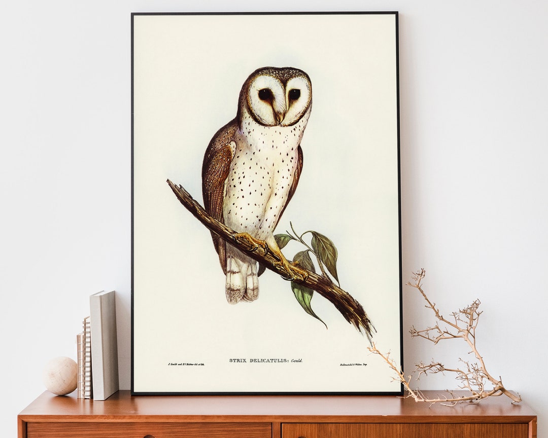 Vintage Owl Art Print, Birds of Australia Poster, Antique Owl