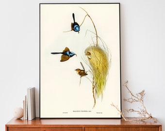 Impression d'art illustration d'oiseau, impression troglodyte royale d'Elizabeth-Gould, affiche vintage d'oiseaux d'Australie, art mural ancien