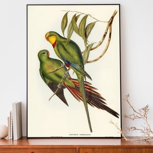 John Gould Parrakeet Art Print, Vintage Birds Of Australia Poster, Antique Parrot Illustration