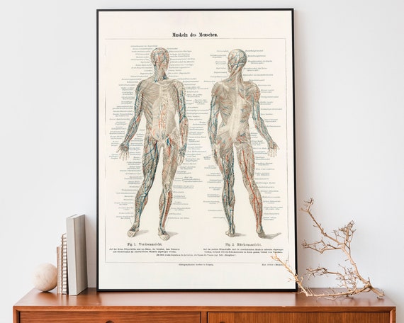 Vintage menschliche Anatomie Druck, antike Wandkunst, medizinische Lithographie Muskulatur-System-Diagramm