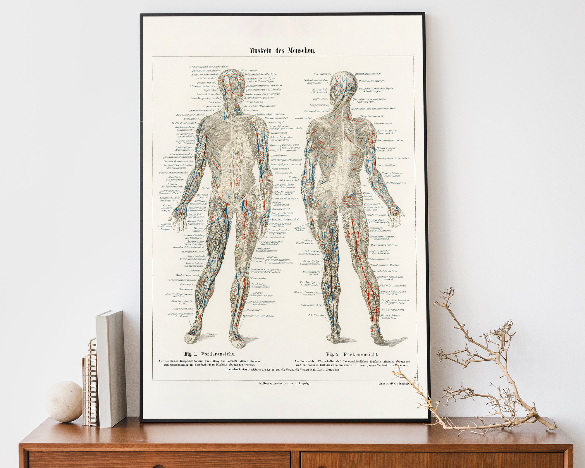 antike Muskulatur-System-Diagramm, Anatomie menschliche Wandkunst, medizinische Vintage Druck, Lithographie