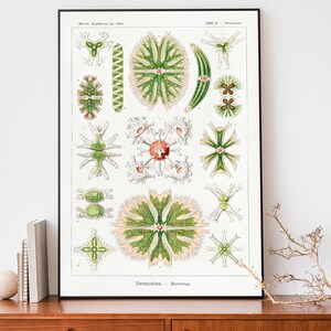 Vintage Ernst Haeckel-kunstdruk, botanische poster, natuurtekening, wetenschappelijke grafiek, lithografiekunst