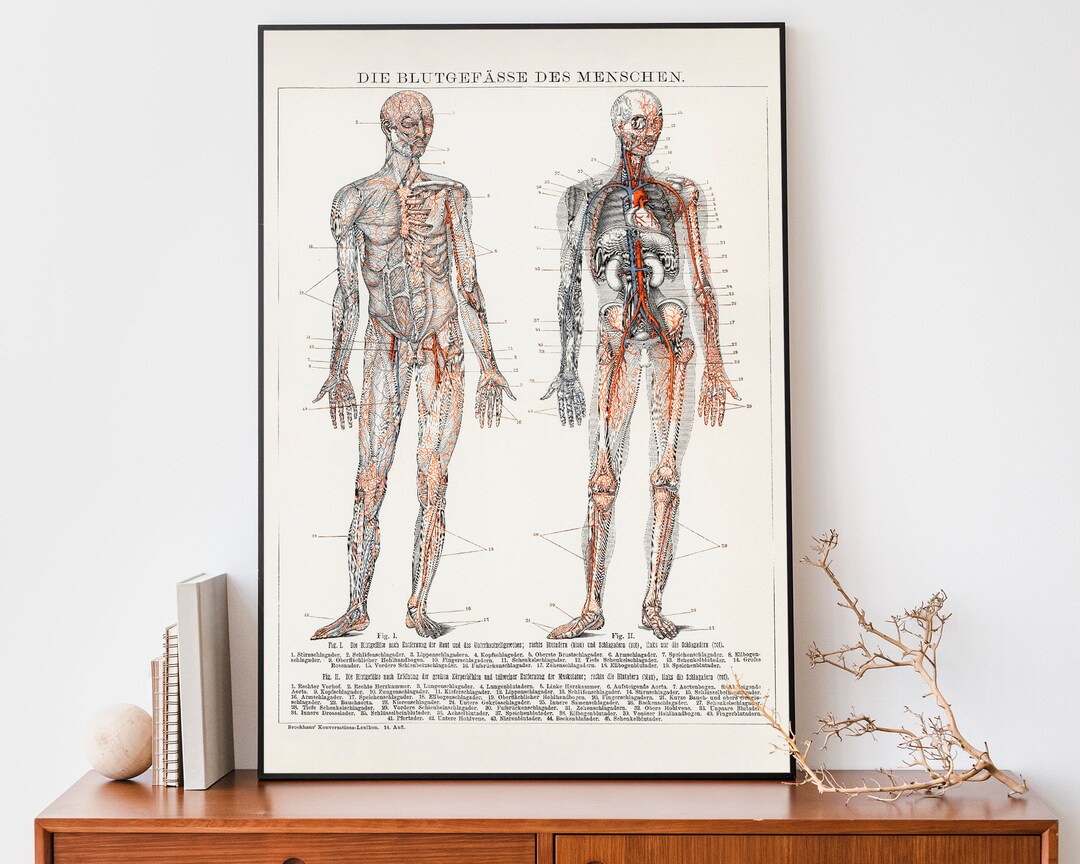 Vintage Human Anatomy Print — Antique Medical Wall Art - Etsy