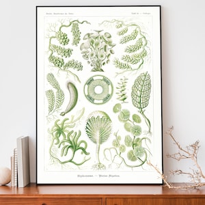 Vintage Ernst Haeckel Kunstdruck, Botanisches Poster, Natur Zeichnung, Wissenschaftliche Karte, Blätter Druck, Pflanzen Diagramm