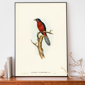 John Audubon Cuckoo Art Print, Bird Illustration, Bird Lover Gift, Farmhouse Decor