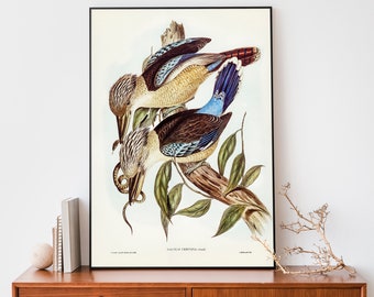Vintage Eisvogel Kunstdruck, Vintage Vögel Australiens Poster, antike Eisvogel Wandkunst, Vogel Illustration