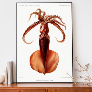 Vintage Squid Illustration, Ocean Wall Art, Sealife Poster, Natural History Art
