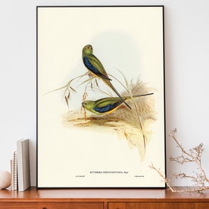 Vintage Parakeet Art Print, Elizabeth-Gould Illustration, Vintage Birds Of Australia Poster, Antique Parrot Wall Art