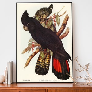 Cockatoo Art Print, Elizabeth Gould Illustration, Vintage Birds Of Australia Poster, Antique Bird Illustration