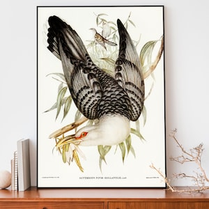 John Audubon Cuckoo Art Print, Bird Illustration, Bird Lover Gift, Farmhouse Decor