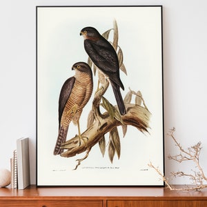 John Audubon Sparrow Hawk Art Print, Bird Of Prey Wall Art, Bird Lover Gift, Farmhouse Decor