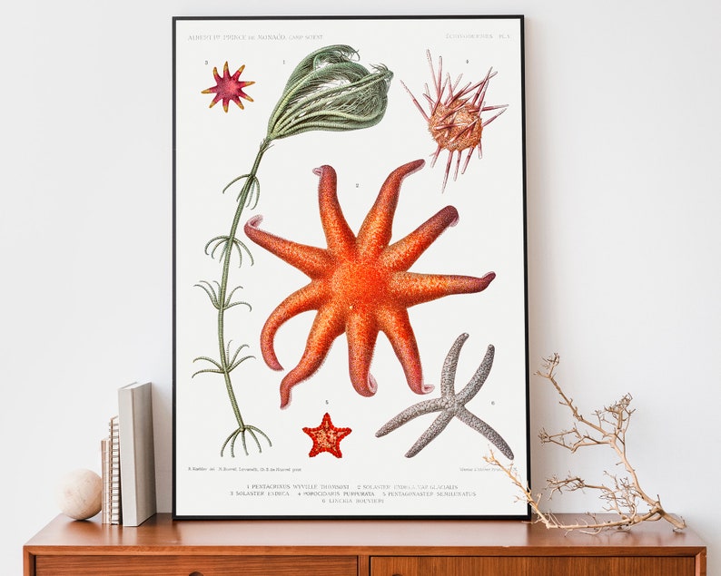 Vintage Sea Life Art Print, Starfish poster, Science Wall Art, Natural History Art, Boho Print image 1