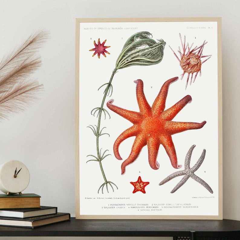 Vintage Sea Life Art Print, Starfish poster, Science Wall Art, Natural History Art, Boho Print image 4