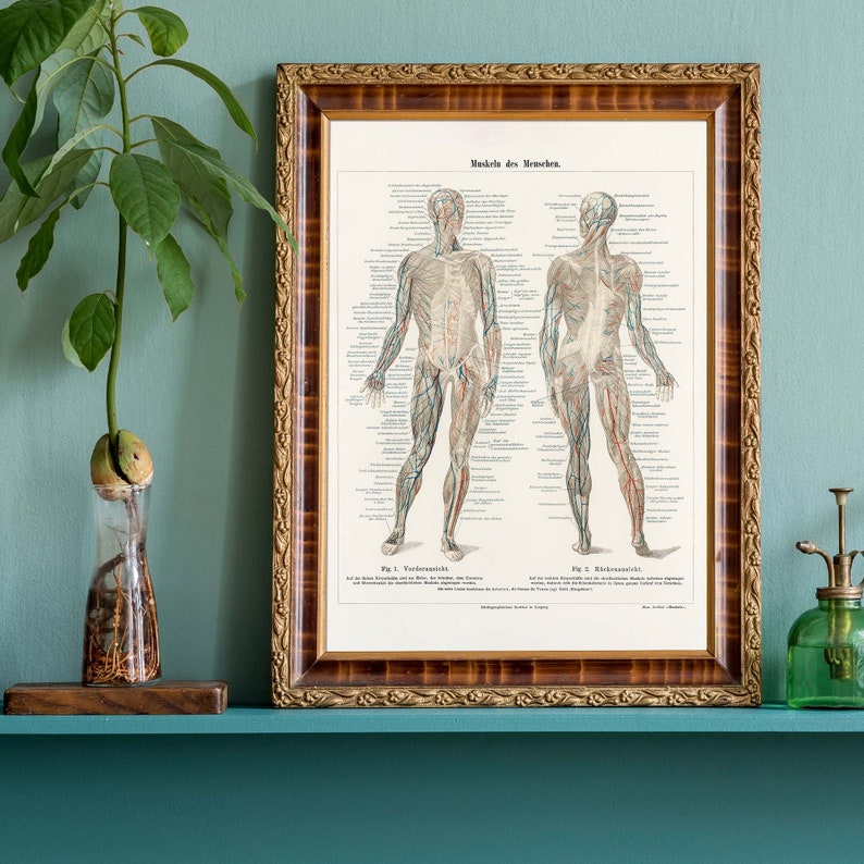 Vintage Muscle Anatomy Print — Antique Medical Wall Art - Etsy
