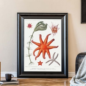 Vintage Sea Life Art Print, Starfish poster, Science Wall Art, Natural History Art, Boho Print image 3