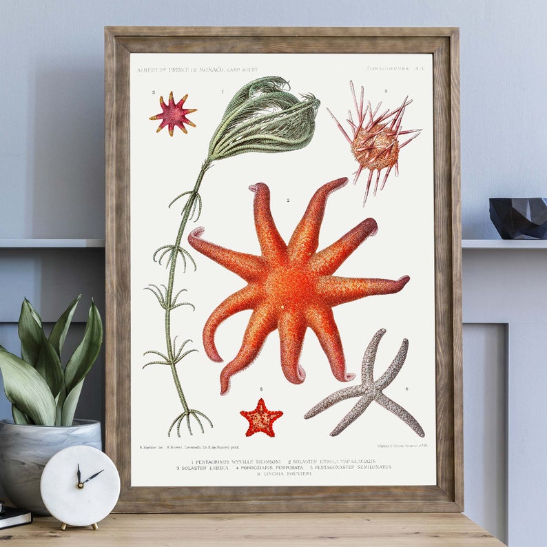 Vintage Sea Life Art Print, Starfish poster, Science Wall Art, Natural History Art, Boho Print image 5