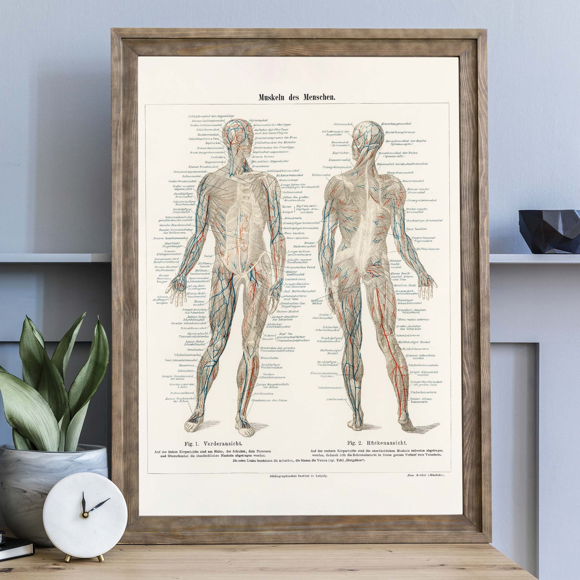 Vintage menschliche Anatomie Druck, medizinische Lithographie Muskulatur-System-Diagramm, Wandkunst, antike