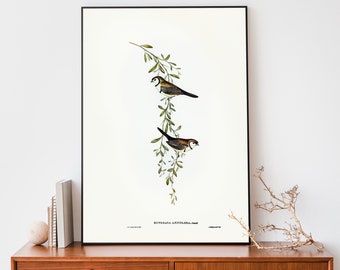 Elizabeth-Gould Finch Bird Print, Vintage Birds Of Australia Poster, Antique Bird Illustration Wall Art