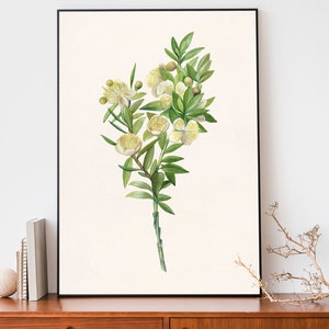 Vintage Myrte Zweig Kunstdruck, Blumen Poster, Botanik Illustration, antiker botanischer Druck