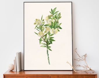 Vintage Myrte Zweig Kunstdruck, Blumen Poster, Botanik Illustration, Antiker Botanischer Druck