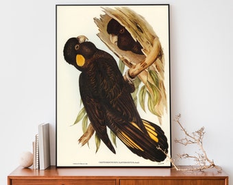 John Audubon Cockatoo Art Print, Elizabeth-Gould Illustration, Vintage Birds Of Australia Poster, Antique Parrot Wall Art