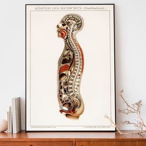Vintage Human Anatomy Print, Medical Wall Art, Human Body Art, Antique Lithograph