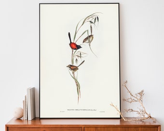 Illustration du troglodyte royal d'Elizabeth-Gould, impression de petit oiseau, affiche vintage d'oiseaux d'Australie, art mural perroquet antique