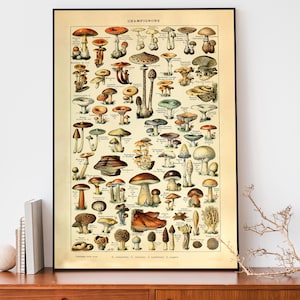 Cartel de setas vintage, impresión de champiñones Adolphe Millot, ilustración de hongos antiguos, decoración botánica del hogar