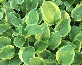 May include: Close-up of a lush bed of hosta plants. The leaves are heart-shaped, with a vibrant green center and a creamy yellow border. The leaves overlap, creating a dense, textured pattern. The image is well-lit, highlighting the plant's details.