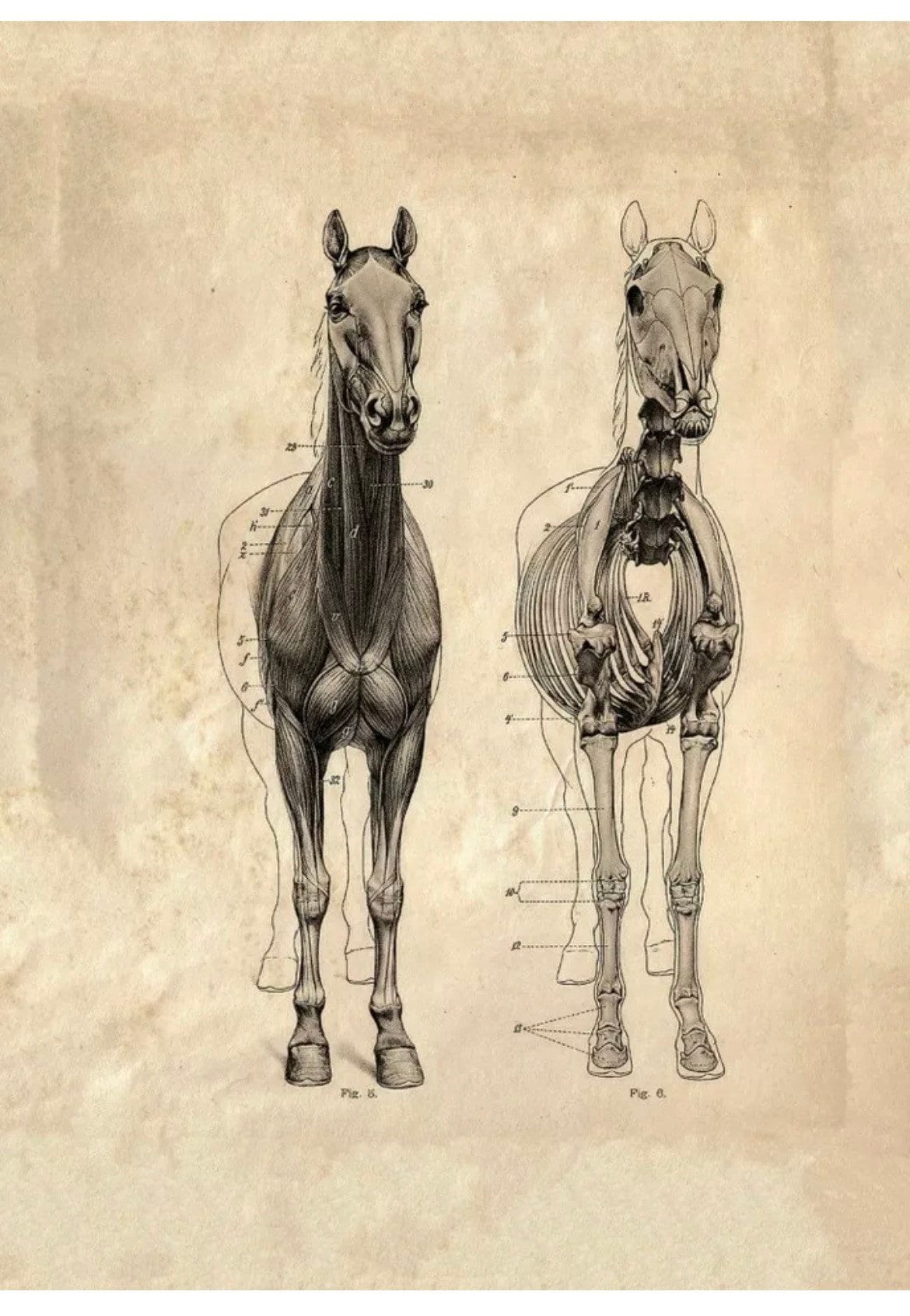 horse anatomy front view